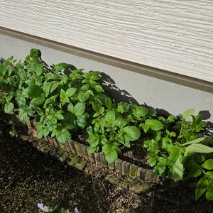 キタアカリ,庭作り,PR,自己流ガーデニング,ガーデニング初心者の画像