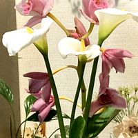 カラー,シンビジウム,ボタン,花のある暮らし,おうち園芸の画像