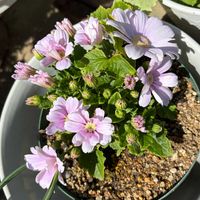 サイネリアの画像