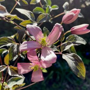 クレマチス,クレマチス モンタナ,宿根・多年草,小さな庭の画像