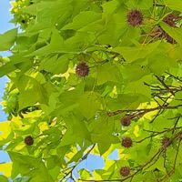 モミジ,クスノキ,タイワンフウ,タイワンフウ,モミジバフウの画像