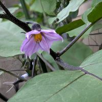 ナス,ムベ,モミジ,ブドウ,ハウチワカエデの画像