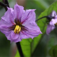 ナス,ナス,米ナス,アメリカイヌホウズキ,アメリカイヌホオズキの画像