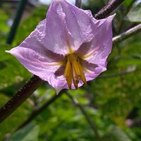 オクラ,オクラ,キュウリ,キュウリ,ナスの画像