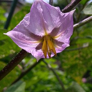 オクラ,オクラ,キュウリ,キュウリ,ナスの画像