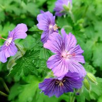 ゲラニウム,日向,宿根・多年草,小さな庭の画像