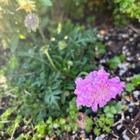 スカビオサ,地植え,花壇,ガーデニング,スカビオサ・コーカシカの画像