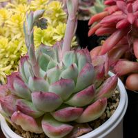 スプリングワンダー,多肉植物,葉挿し,多肉寄せ植え,実生苗の画像