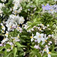 ナス,ヤマホロシ,ツルハナナス,白から紫に変化します,鉢植えの画像