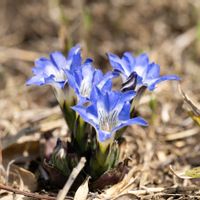 リンドウ,山野草,登山,マクロ撮影,一眼レフの画像