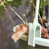 トキワシノブ,ネフロレピス  ツデー,観葉植物,グリーンのある暮らし,リビング・ダイニングの画像