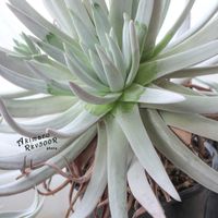 ダドレア,タニラー,ダドレア属,その他部屋の画像