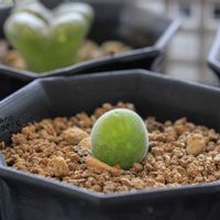 メセン,コノフィツム属,タニラー,その他部屋の画像