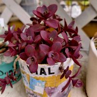 セダム,ファイヤークラッカー,多肉植物の画像