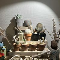 サボテン,多肉植物,塊根植物,リビング,コーデックスの画像