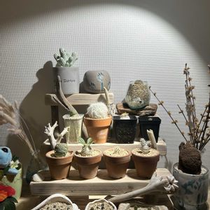 サボテン,多肉植物,塊根植物,リビング,コーデックスの画像