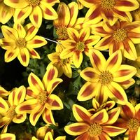 ビデンスの画像