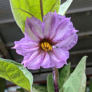 ナス,なす,自生,野菜の花,今日のお花の画像