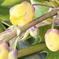 ヒイラギ,柊（ひいらぎ）,黄色,黄色の花,今日も元気での画像