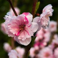 ハナモモ,モモ,おうち園芸,広い庭の画像