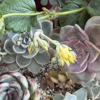 アマリリス,ブルースター,紫陽花,花うらら,ピンクプリティの画像