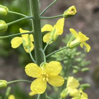 芽キャベツ,黄色,黄色の花,今日も元気で,今日も笑顔で♡の画像