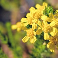 ユリオプス・ゴールデンクラッカー,ゴールデンクラッカー,お花,黄色の花,黄色のお花の画像