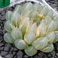 ブラックオブツーサ錦 糊斑,ハオルチア属,多肉ちゃん,ボタニカルライフ,ベランダーの画像