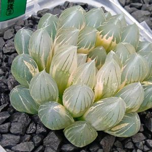 ブラックオブツーサ錦 糊斑,ハオルチア属,多肉ちゃん,ボタニカルライフ,ベランダーの画像