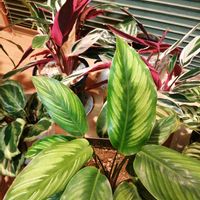 カラテア,観葉植物,縁側,癒される〜〜♡,癒やされる♡の画像