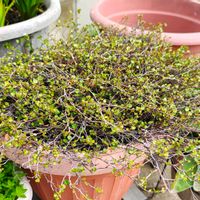 ワイヤープランツ,観葉植物,ガーデニング,ボタニカルライフ,お庭の植物の画像