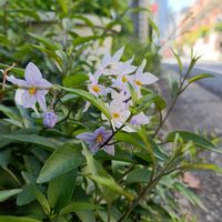 ナス,ツルハナナス,白い花,紫色の花,ナス科の画像