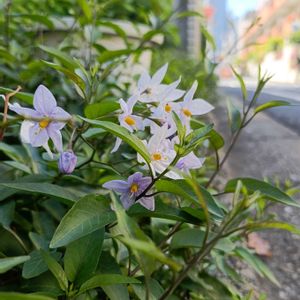 ナス,ツルハナナス,白い花,紫色の花,ナス科の画像