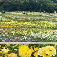 チューリップ,チューリップ,チューリップ,菜の花,キンセンカ（カレンデュラ）の画像