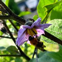 ナス,紫の花,今日のお花,愛しの紫,麗しの紫の画像