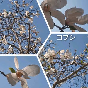 コブシ,サクラ,さくら サクラ 桜,青空の下,楽しかった♪の画像