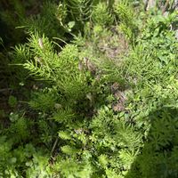 スギナ,ツクシ,金沢市,石川県,チーム石川の画像