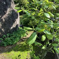 ウメ,ウメ,ウメ,ヒイラギ,ユキノシタの画像