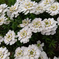 イベリス,花のある暮らし,庭の画像