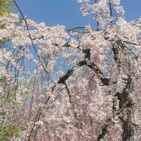 サクラ,枝垂れ桜,桜,癒される,花のある暮らしの画像