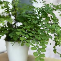 アジアンタム,花のある暮らし,観葉植物のある暮らし,花好きな人と繋がりたい,植物雑貨クリエーターの画像