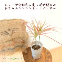 ドラセナ・コンシンネ,ドラセナ・コンシンネ,ドラセナ・コンシンネ・レインボー,ドラセナ・コンシンネ・レインボー,観葉植物の画像