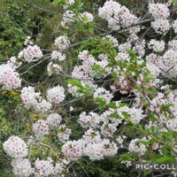 クスノキ,ソメイヨシノ,シダレザクラ,寄り道散歩の画像