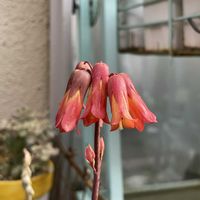 不死鳥,多肉植物,ガーデニング,花のある暮らし,庭の画像