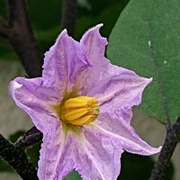 トマト,ナス,ナス,ナス,モロヘイヤの画像