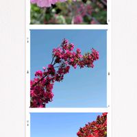 ツツジ,さくら 桜 サクラ,半分そら,雲仲間,土曜はお空の発表会の画像