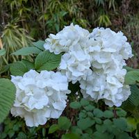 オオデマリ,オオデマリ,オオデマリ,ブラシの木,ブラシの木の画像