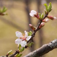 ヒュウガミズキ,ユキヤナギ,ユスラウメ,植物園,山野草の画像