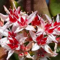 金のなる木,金のなる木,金のなる木,多肉植物,赤い花の画像