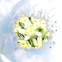 子持ち蓮華,多肉の花の画像